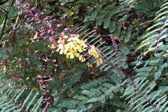 Caesalpinia mimosoides